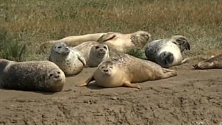Watch: Promising signs for the Thames's seal population
