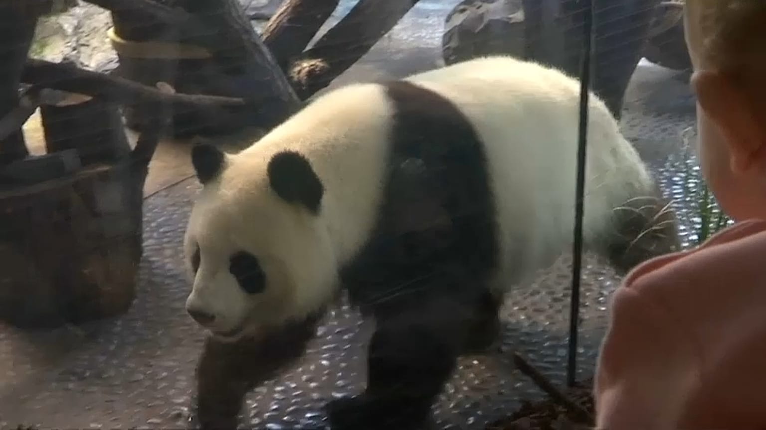 Frau Meng Meng, sind Sie schwanger? 