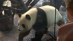 Frau Meng Meng, sind Sie schwanger? 