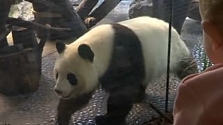 Frau Meng Meng, sind Sie schwanger? 