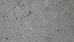Les microplastiques, inoffensifs dans l'eau que nous buvons, selon l'OMS