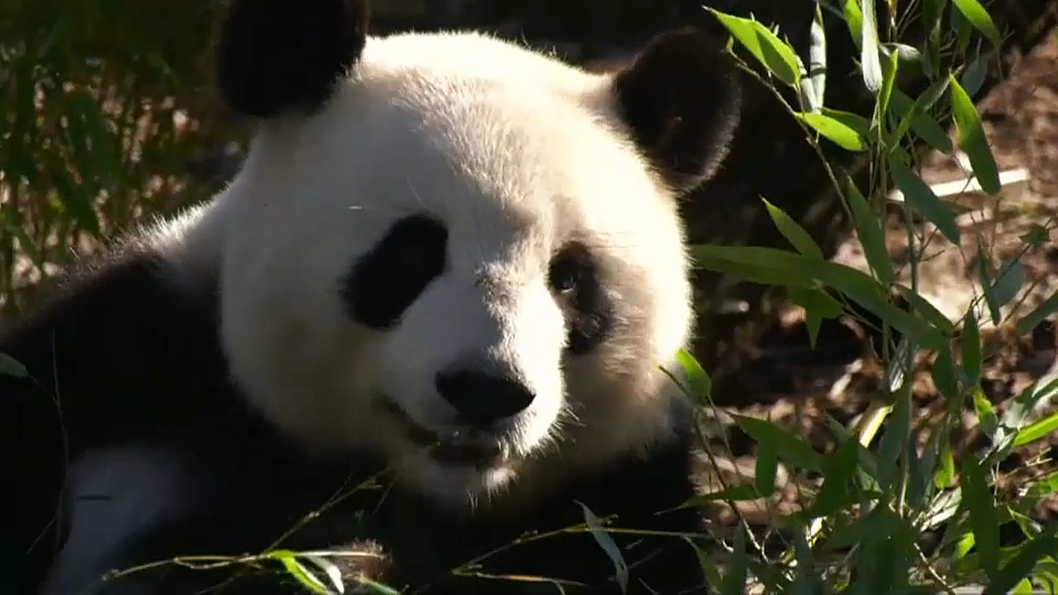 Meng Meng, au zoo de Berlin.
