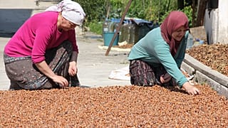 Yeni sezonda rekor düzeyde iç fındık ihracatı bekleniyor