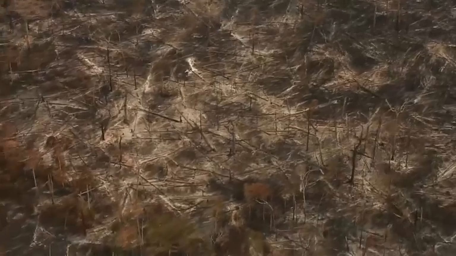 Fundo Amazónia está em risco