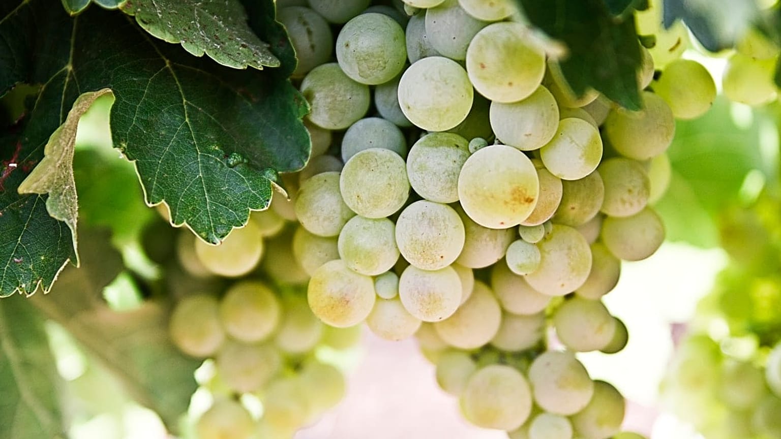 White grapes on a vine