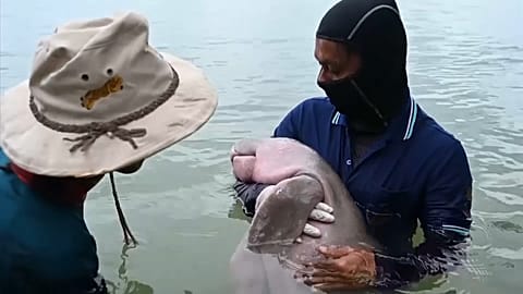 Archive footage of Marium being cared for one year ago