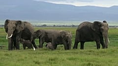 Keine Elefanten für Zirkus und Zoo