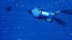 Diver in a coral nursery