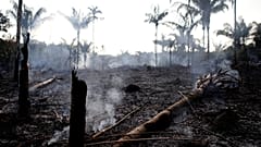 Rekord-Brände in Brasilien: Die grüne Lunge der Erde steht in Flammen
