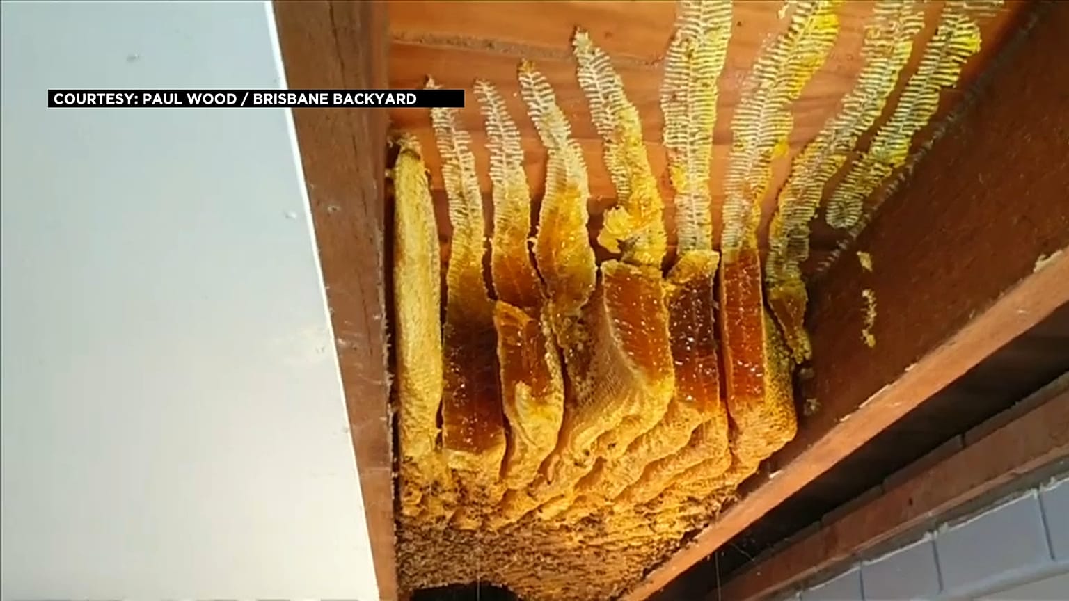 عسل وشهْد في سقف البيت 