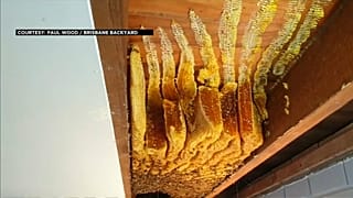 عسل وشهْد في سقف البيت 