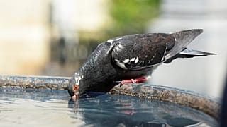 Dünya Sağlık Örgütü uyardı: İçme sularında mikroplastik bulundu, sağlığa etkileri araştırılsın