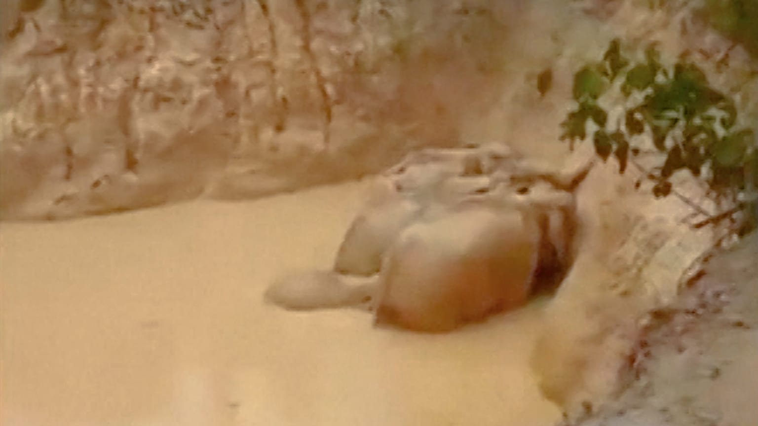 Elephants saved after getting stuck in muddy pond