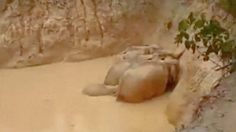Elephants saved after getting stuck in muddy pond