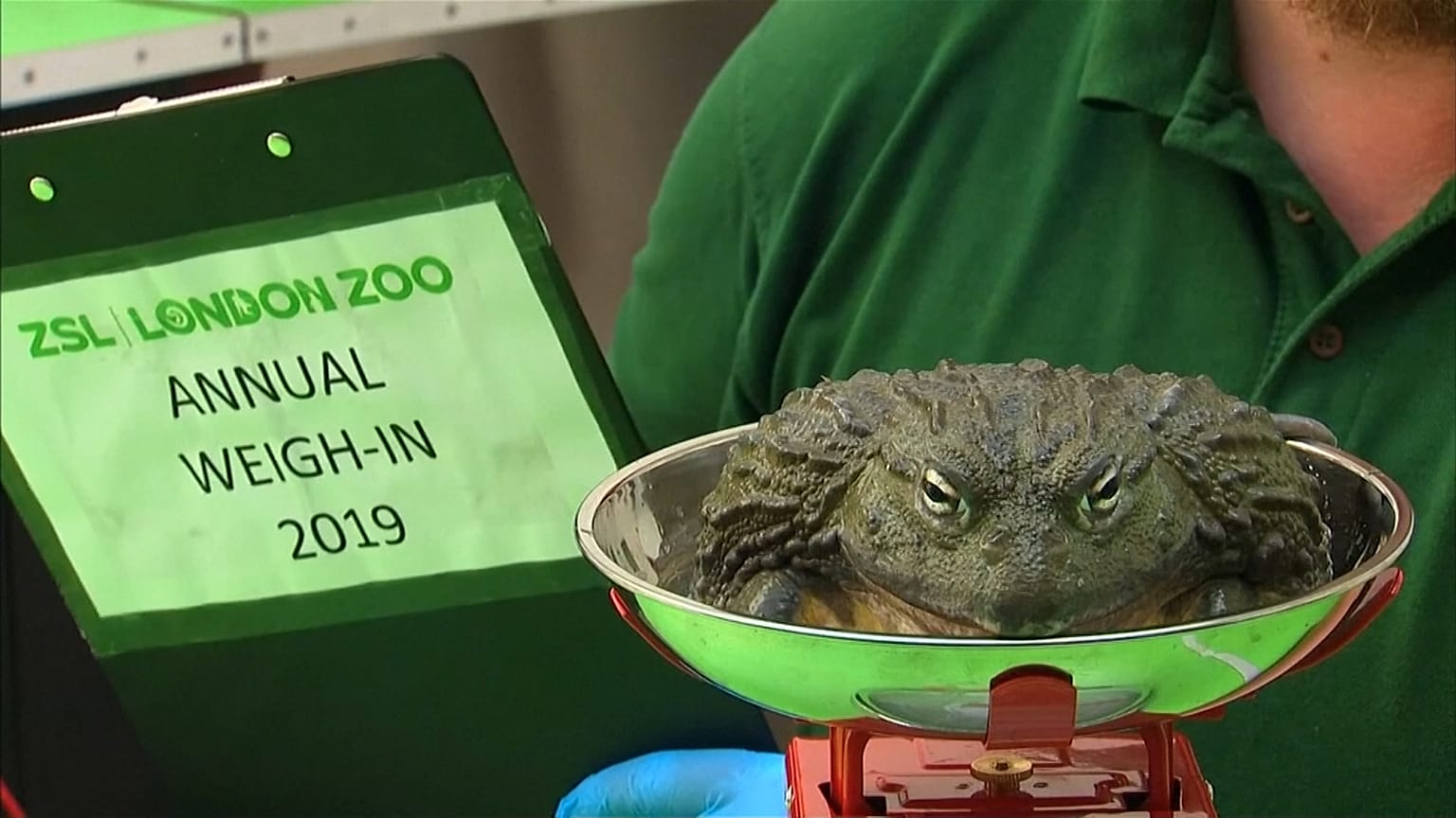 Mérlegre állított állatok