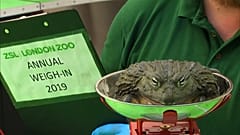 Londoner Zoo: Alle Tiere müssen auf die Waage