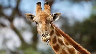 La cause des girafes d'Afrique entendue