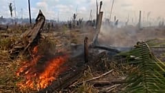 Brasilien: Spagat zwischen Umweltschutz und Wirtschaft