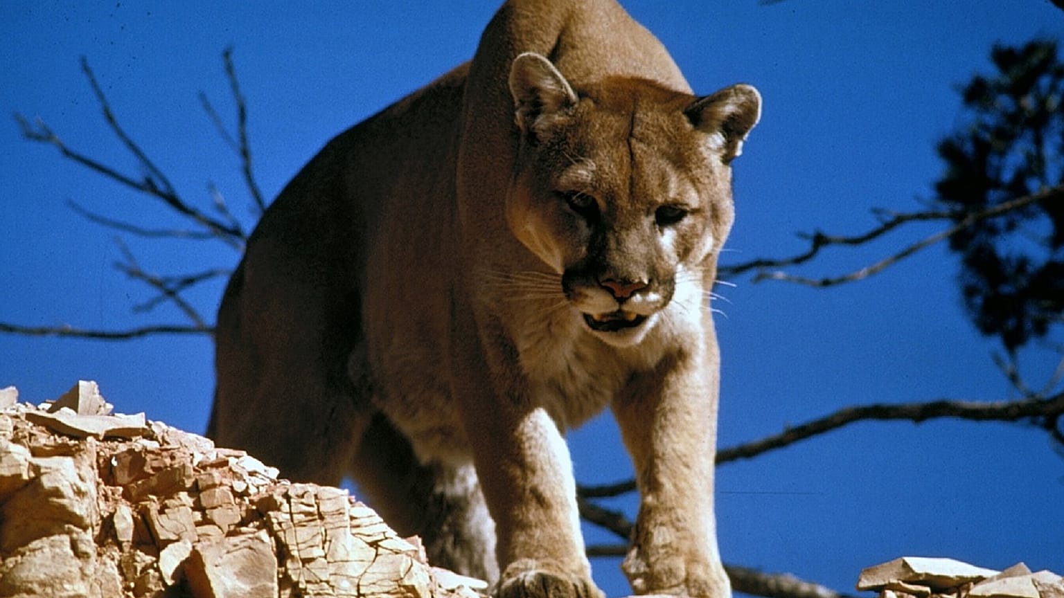 Puma beißt 8-Jährigen beim Spielen im Garten in den Kopf