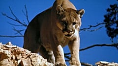 Puma beißt 8-Jährigen beim Spielen im Garten in den Kopf