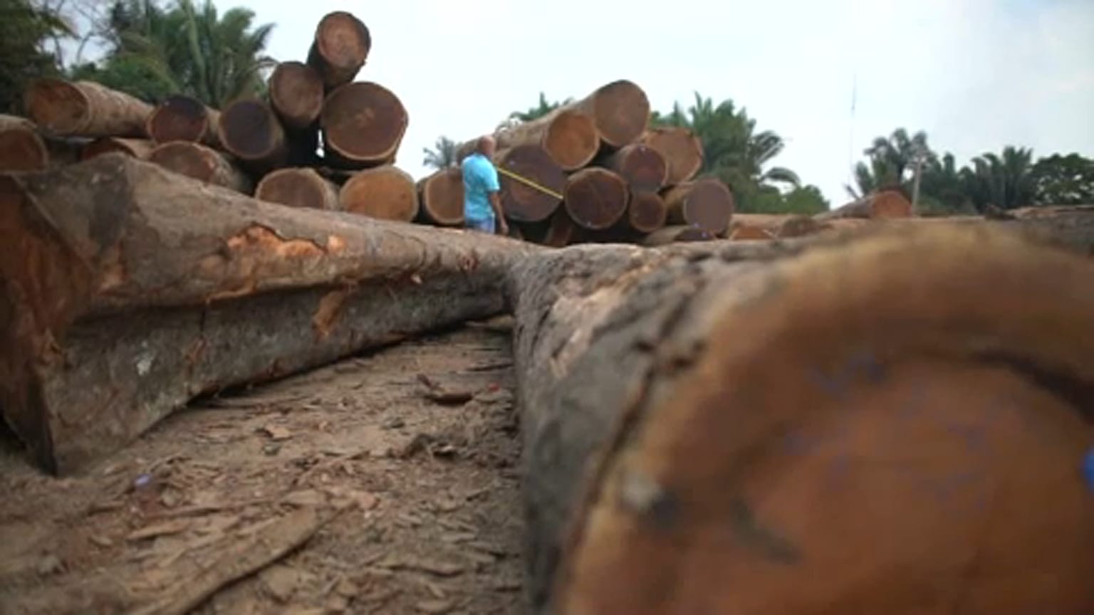 L'Ue preoccupata per l'Amazzonia. Ecco perché