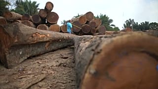 L'Ue preoccupata per l'Amazzonia. Ecco perché