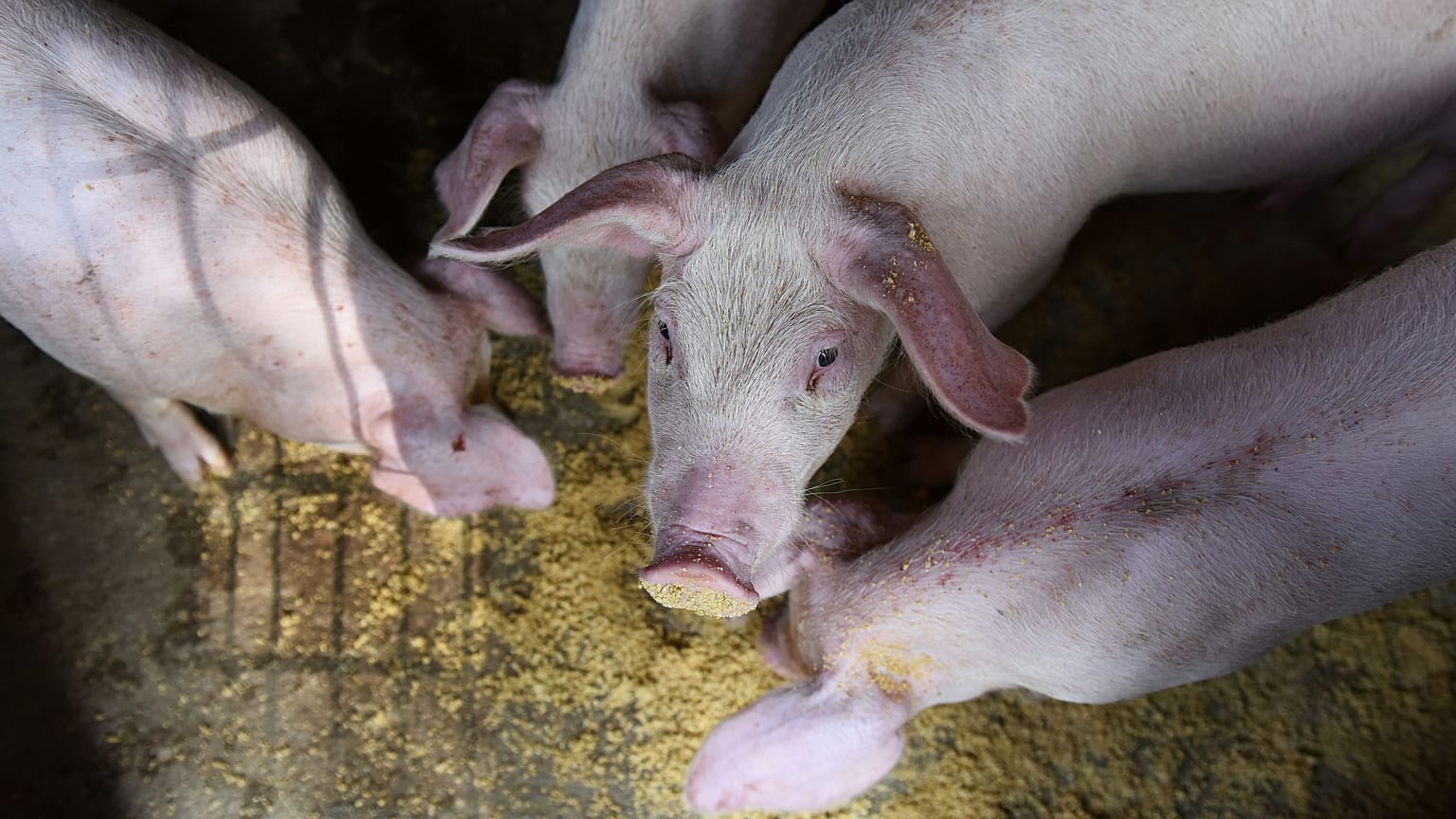 China: La peste porcina africana dispara los precios de la carne de cerdo 