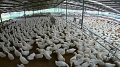 Schweinepest lässt Geflügelpreise in China steigen 