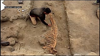 بقايا أحد حوتيْ العنبر اللذان اكتشافا في بيرو