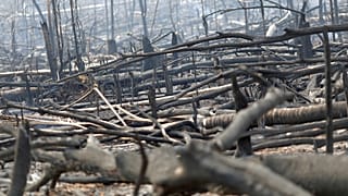 Área de selva amazónica arrasada por las llamas
