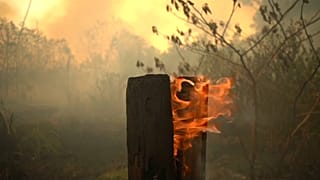 Forças Armadas autorizadas a intervir na Amazónia