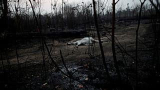 Papst Franziskus betet für den Amazonas
