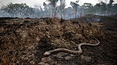 Bolsonaro réagit pour tenter d'éteindre les incendies en Amazonie  