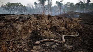 Bolsonaro manda l'esercito contro gli incendi