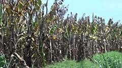 Un hongo devastador amenaza la industria bananera colombiana