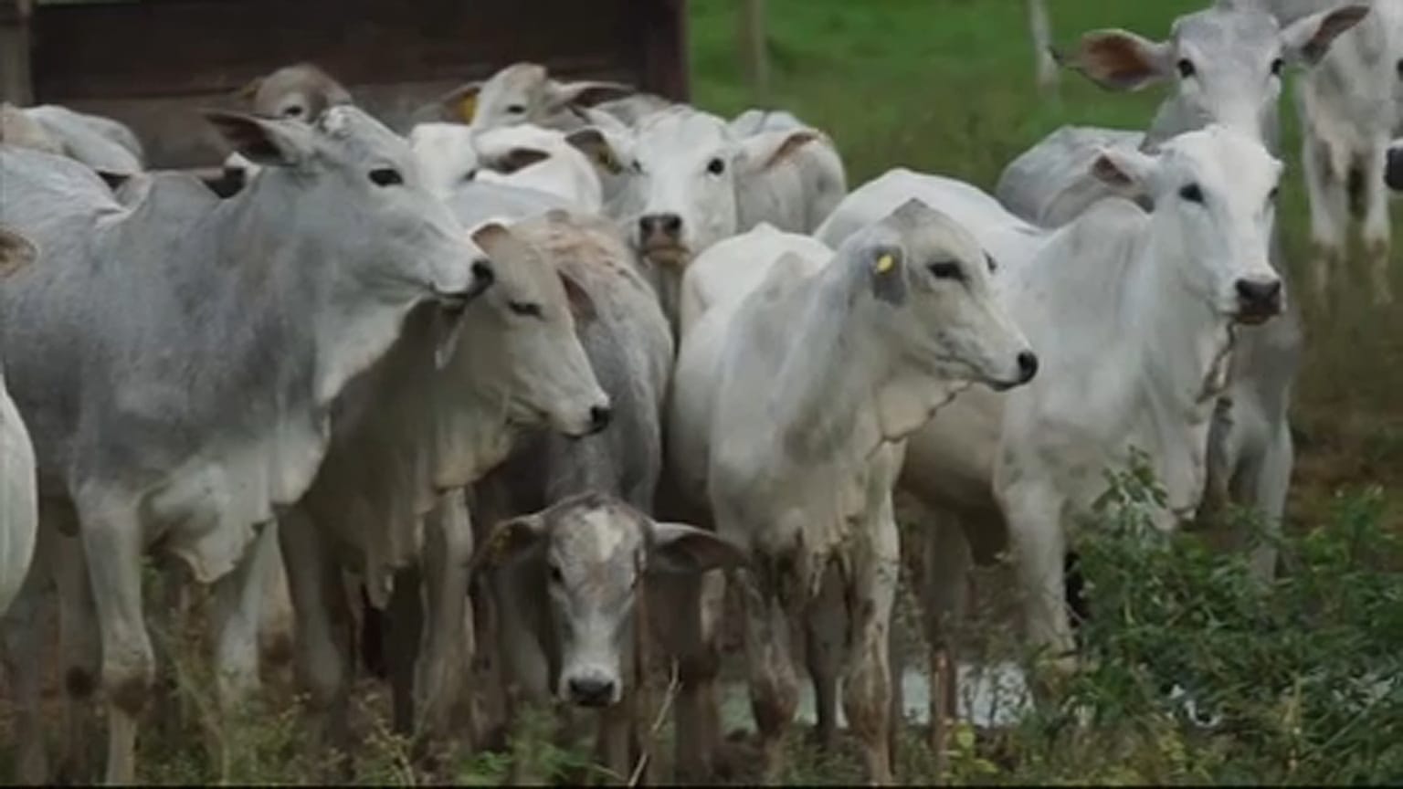 Wegen Waldbränden: EU erwägt Sanktionen gegen Brasilien