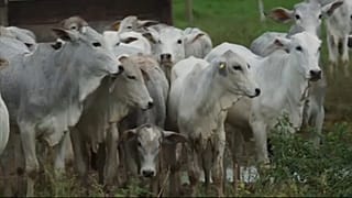 Finlandia amenaza a Brasil con suspender las importaciones de vacuno