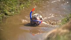 Snorkelling nos pântanos