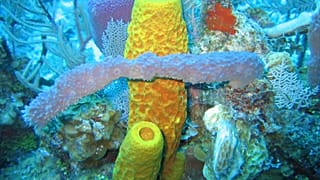 Distintos tipos de esponjas marinas en una imagen captada en aguas de las Islas Caimán