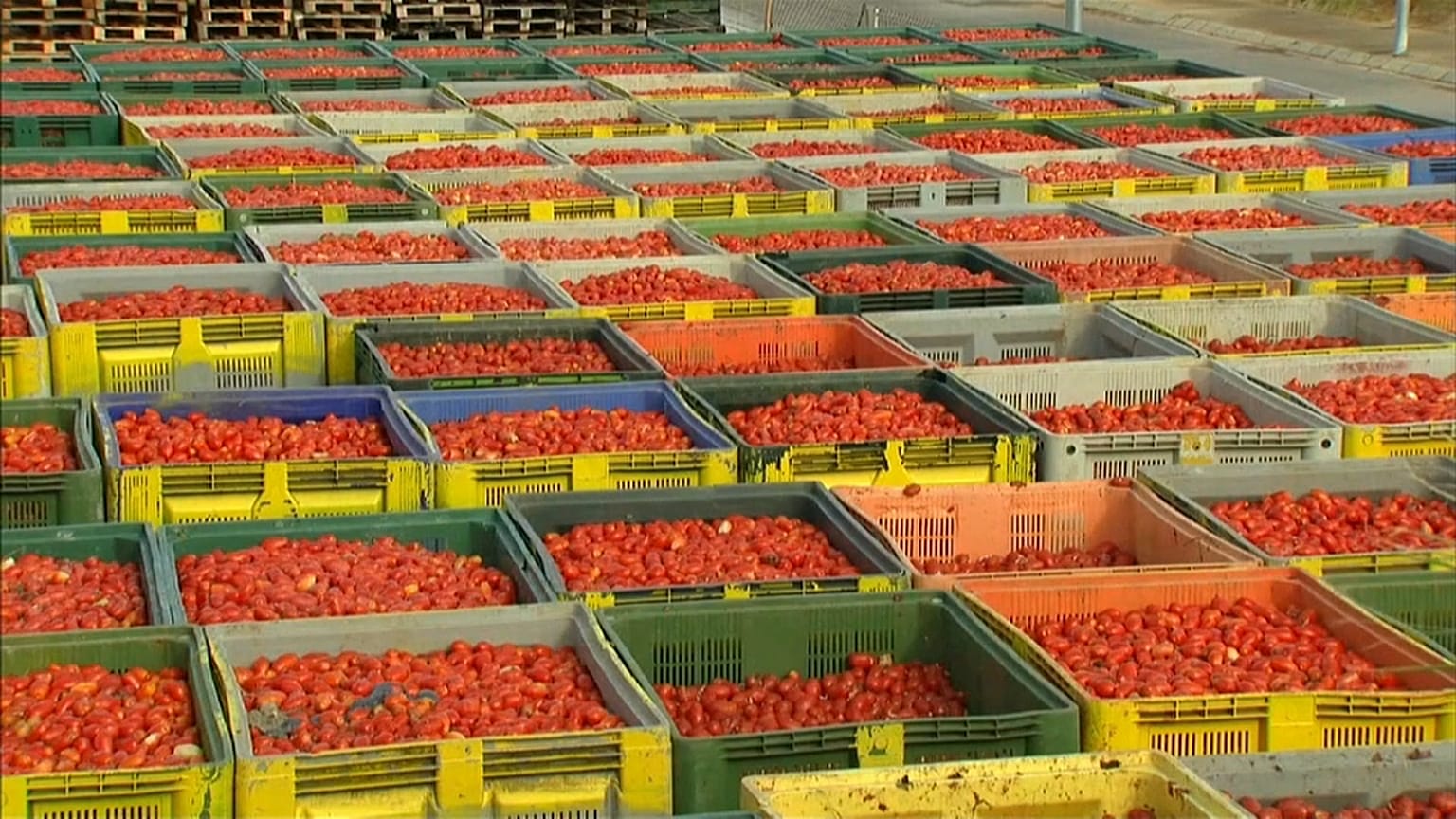 Todo listo para la Tomatina, la fiesta más internacional de Buñol
