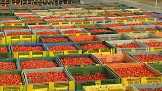 Todo listo para la Tomatina, la fiesta más internacional de Buñol