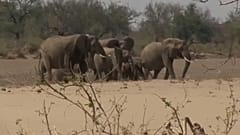 Elefanten in Afrika