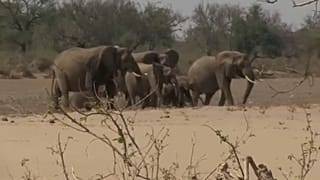 Elefanten in Afrika