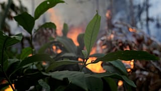 Пожар поссорил Болсонару с Макроном