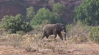 Countries to limit sales of African elephants to zoos