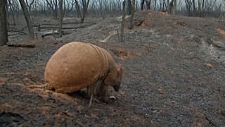 Un tatou, aveugle, se promène entre les restes carbonisés de son ancienne maison
