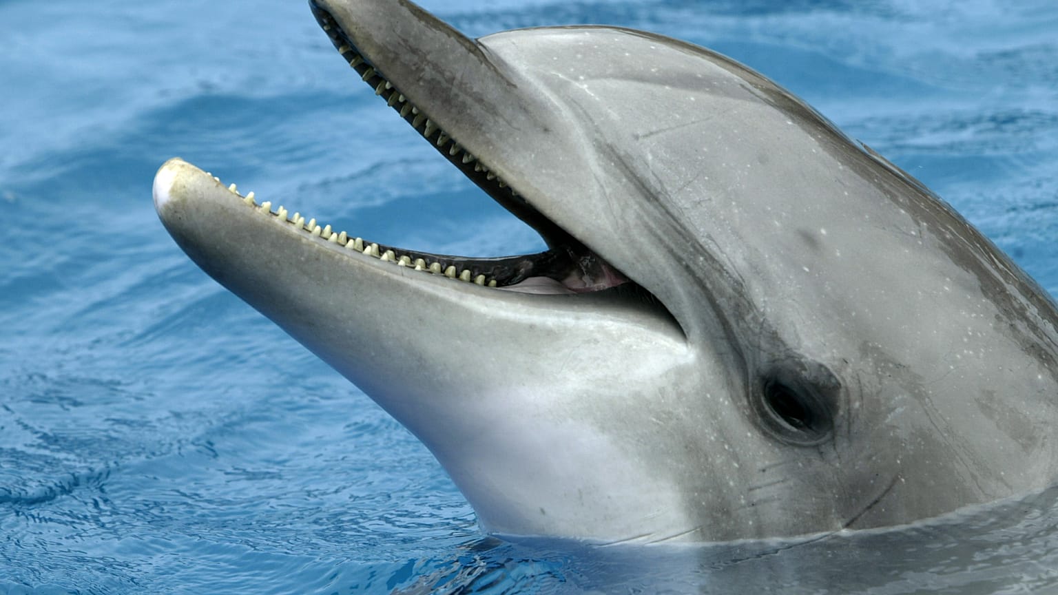 Bottle-nose dolphin population in New Zealand's Bay of Islands has been in decline since 1999.