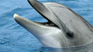 Bottle-nose dolphin population in New Zealand's Bay of Islands has been in decline since 1999.