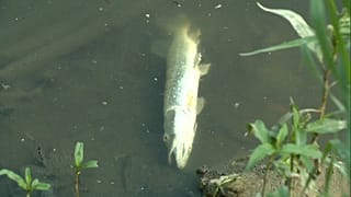 3.000 Liter pro Sekunde: Abwasser verseuchen Weichsel bei Warschau