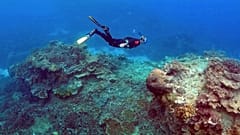 Riesiger, schwimmender Bimsstein kann Great Barrier Reef retten 